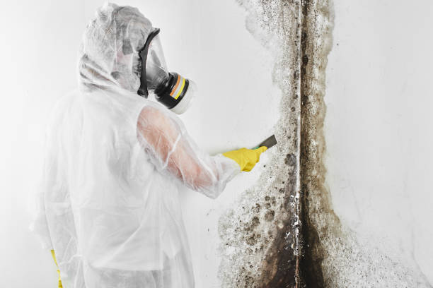 Office Mold Removal Services in Stafford, TX