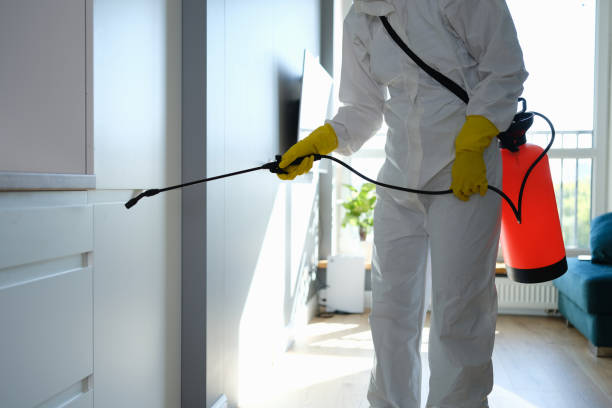 Best Toxic Mold Removal  in Stafford, TX