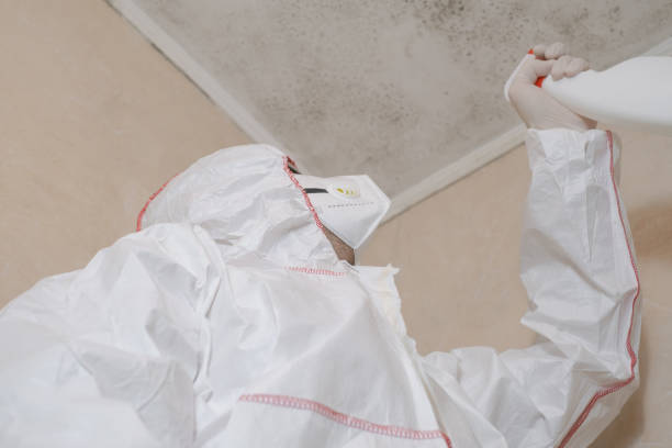 Best Attic Mold Removal  in Stafford, TX
