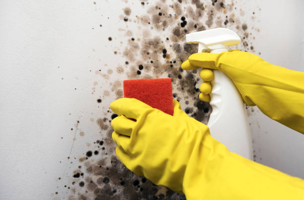 Best Mold Removal and Inspection  in Stafford, TX