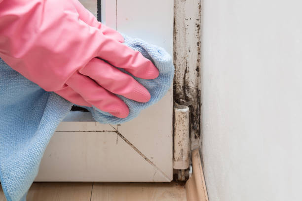 Best Fast Mold Removal  in Stafford, TX