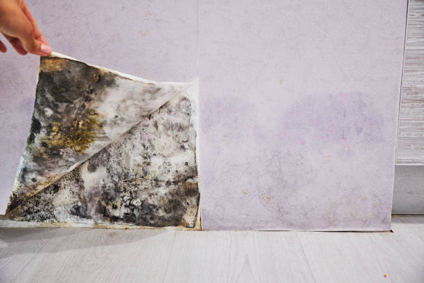 Reliable Stafford, TX Mold Removal Solutions